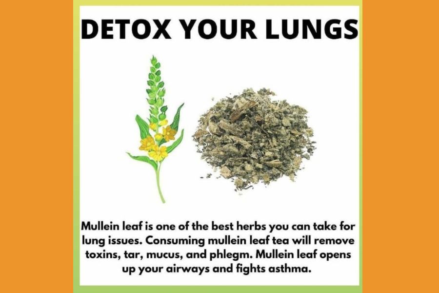mullein tea for lung detox and tar removal