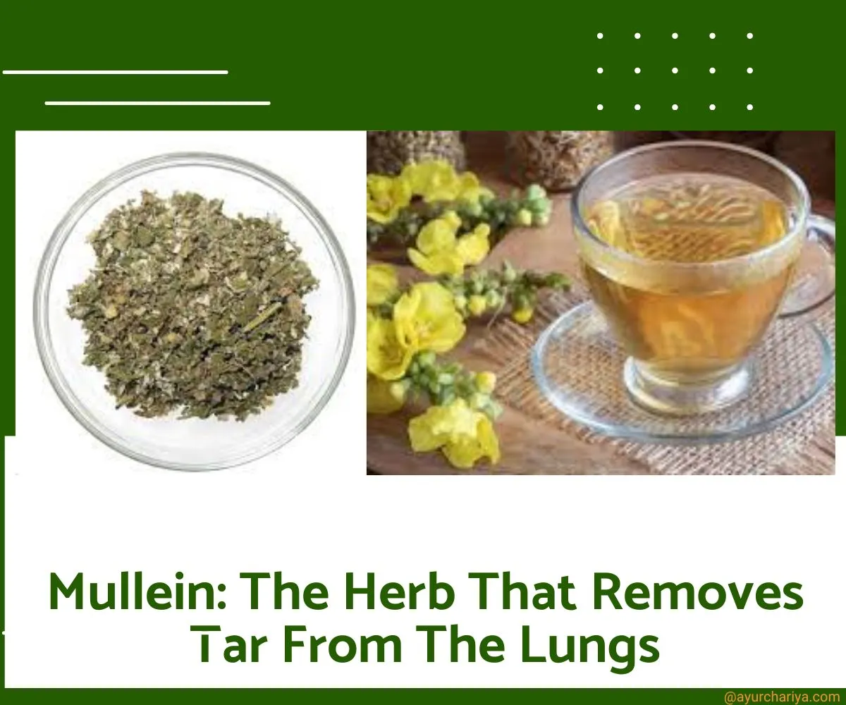 Mullein The Herb That Removes Tar From The Lungs