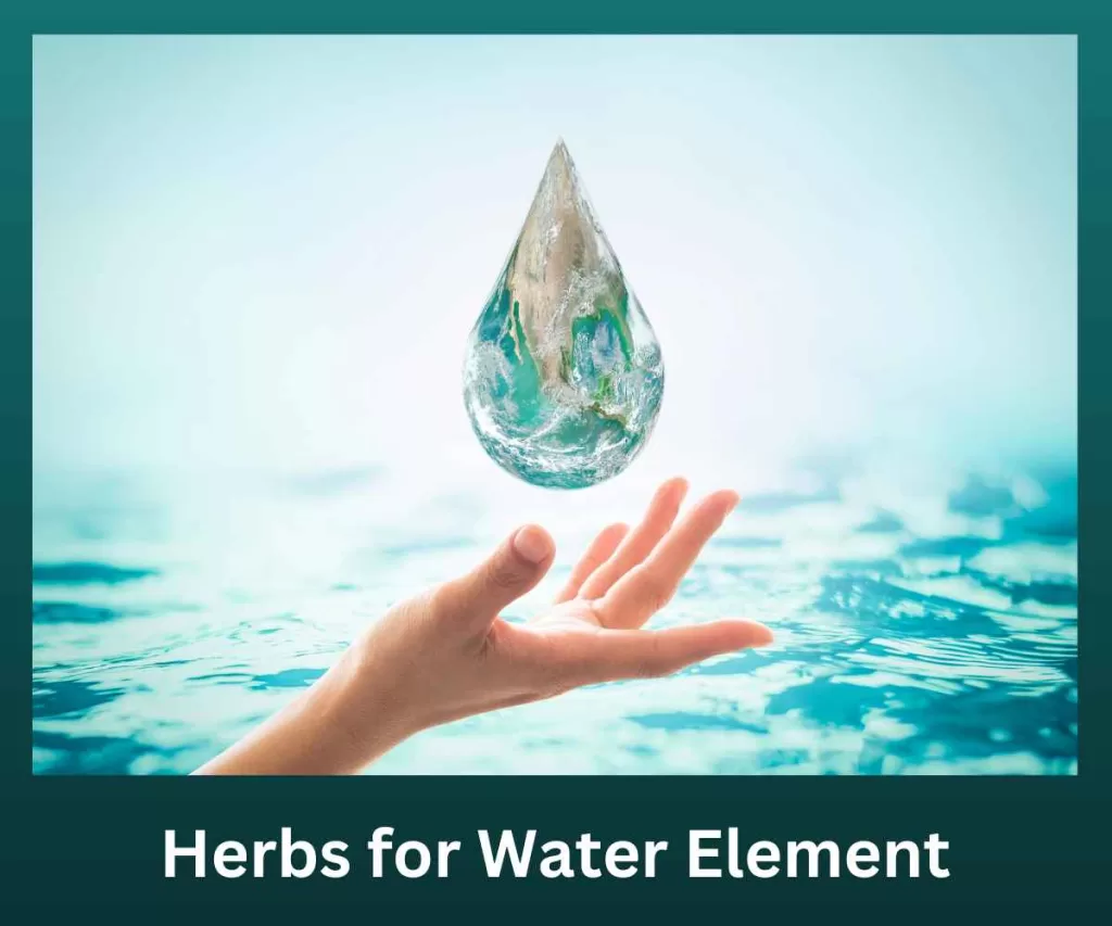 Herbs for Water Element