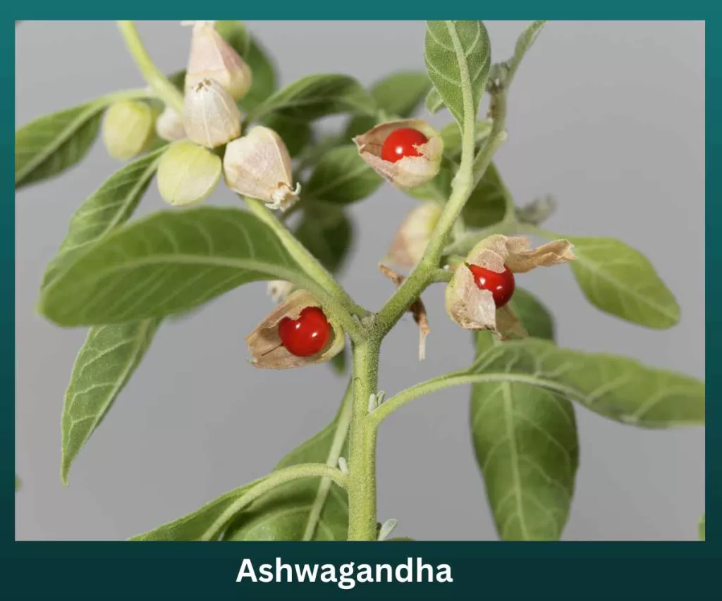 Winter cherry / Ashwagandha plant